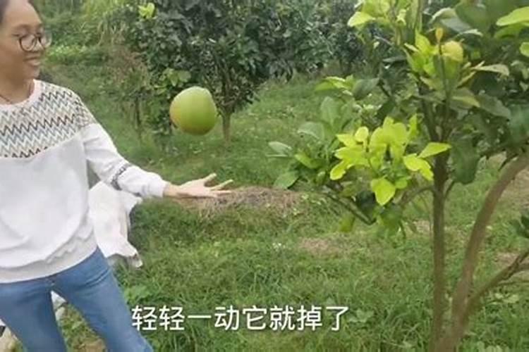 凉拌西红柿的做法？