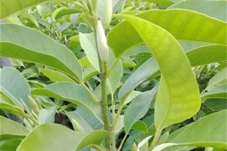 白兰花怎么养白兰花的养殖方法