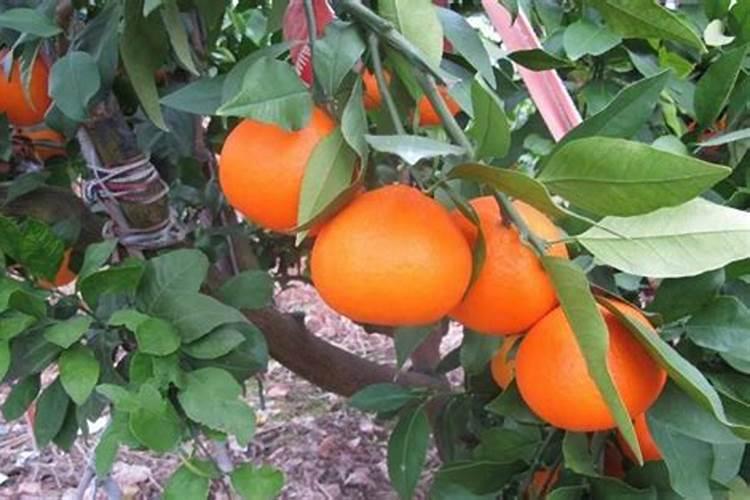 柑橘开花时期适合用啥肥料