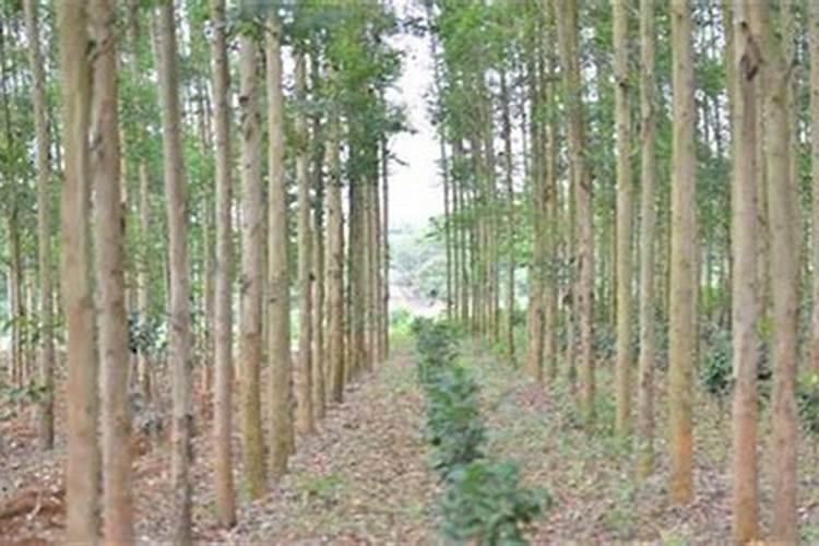 速生桉树施哪种肥最好