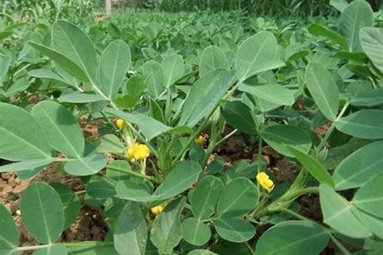 花生开花了要施什么肥