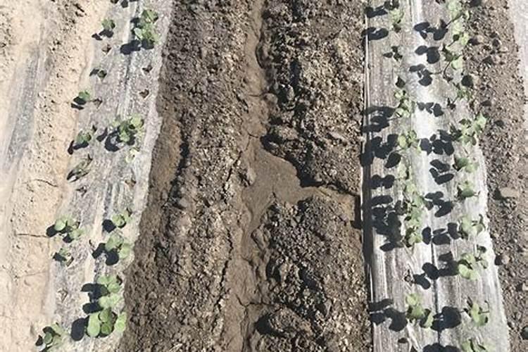 在盐碱地中种植棉花的方法和注意事项分别是什么？