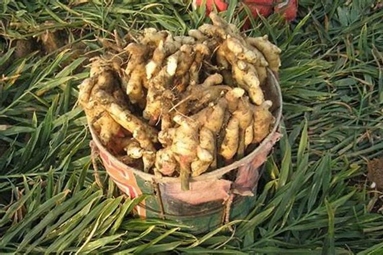 大姜膨果期用什么肥料好？
