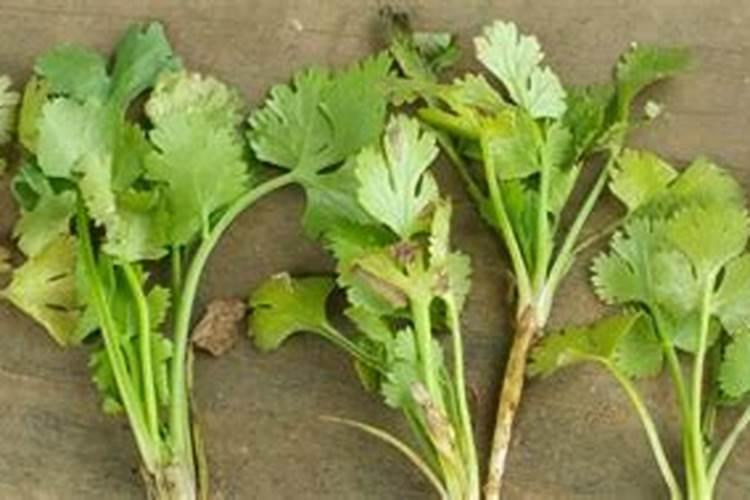 香菜多久可以施肥