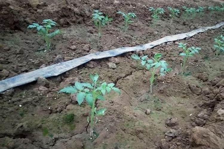 番茄如何用肥料