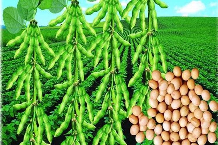 大豆(黄豆)什么时间施肥最好