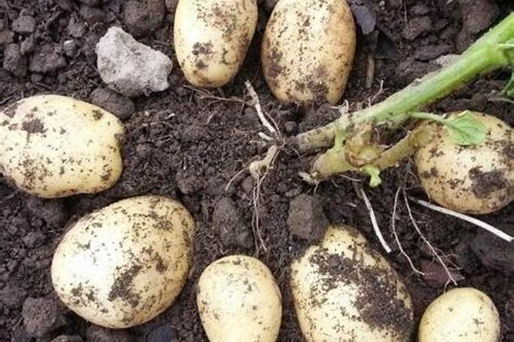 土豆开花后施什么肥料能提高产量