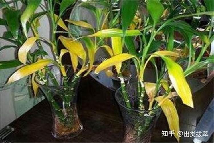 大神们帮我看看花瓶里养的水泡竹黄尖怎么回事啊？