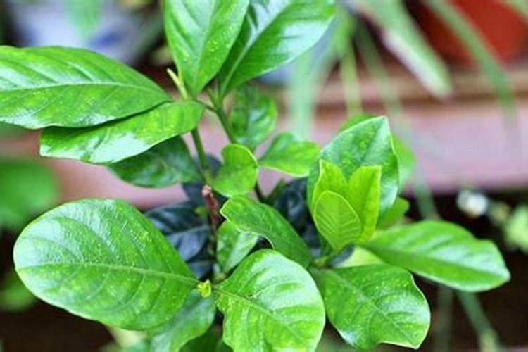 栀子花用什么肥料最好