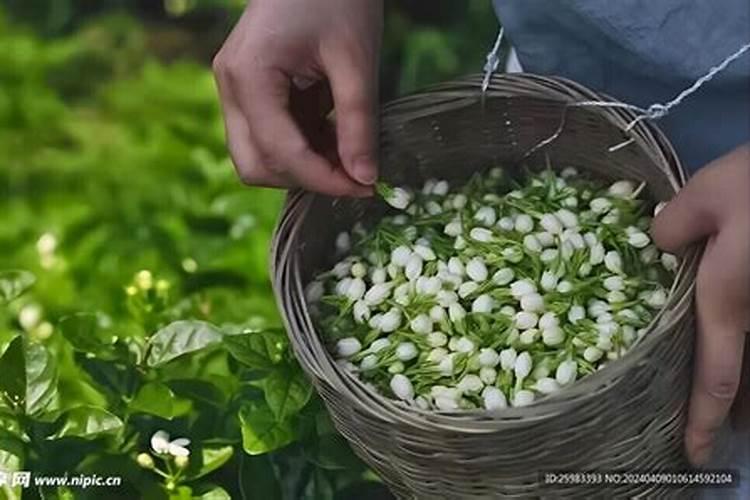盆栽茉莉花施什么肥会比较好 茉莉花花期介绍