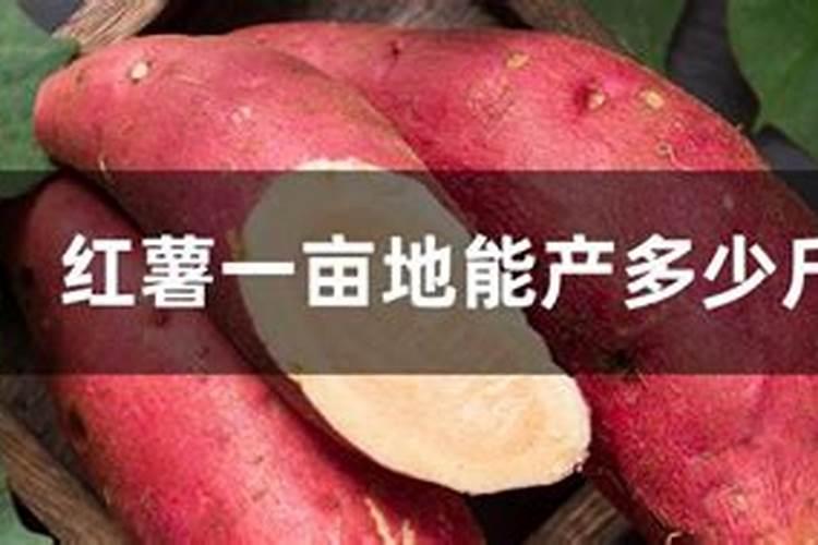 种植红薯进入膨大期,如何能让产量增加？