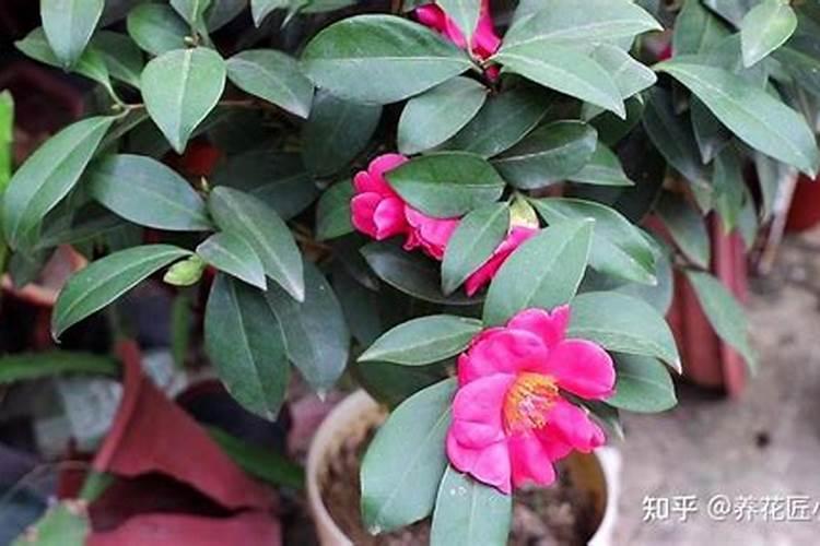 5月怎么养茶花才能顺利开花