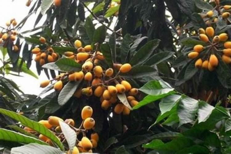 枇杷树施什么肥料最好？