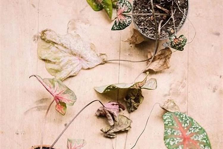 彩叶芋的养殖方法