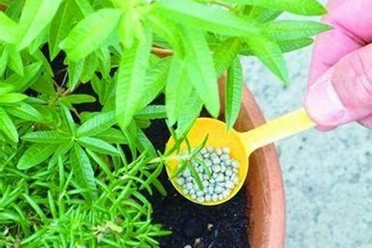 葡萄上怎么用芸苔素