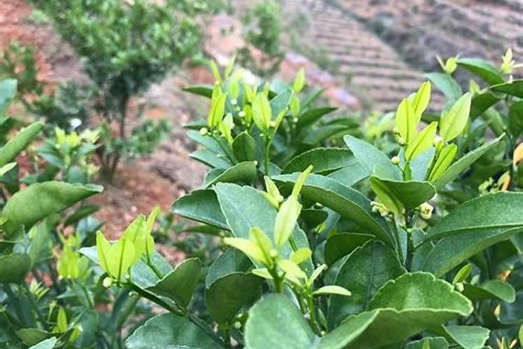 硼肥什么时候施肥最好