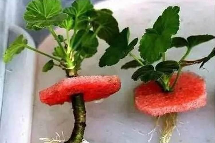 生根水可以浇花吗
