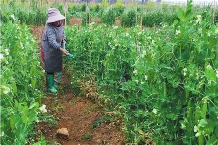 豌豆种植方法与时间？怎么栽培管理？