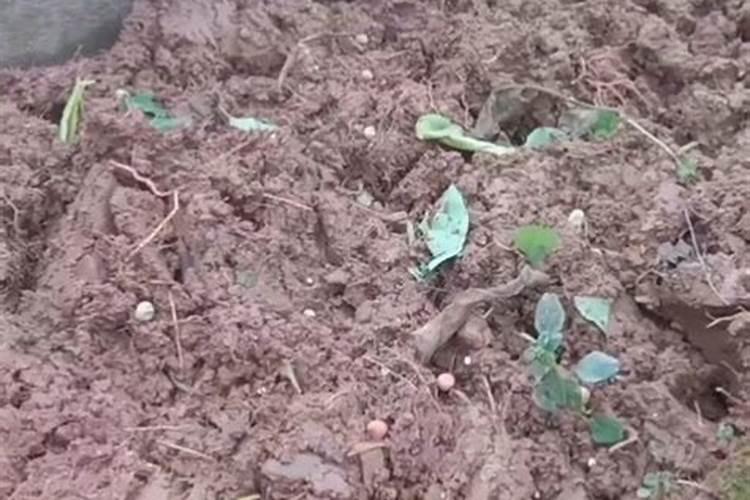 豌豆种植方法与时间？怎么栽培管理？