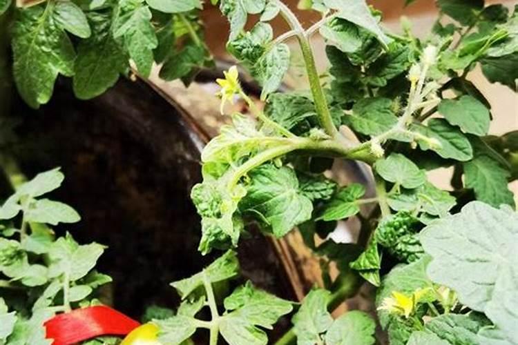 腐植酸肥料的作用和使用方法