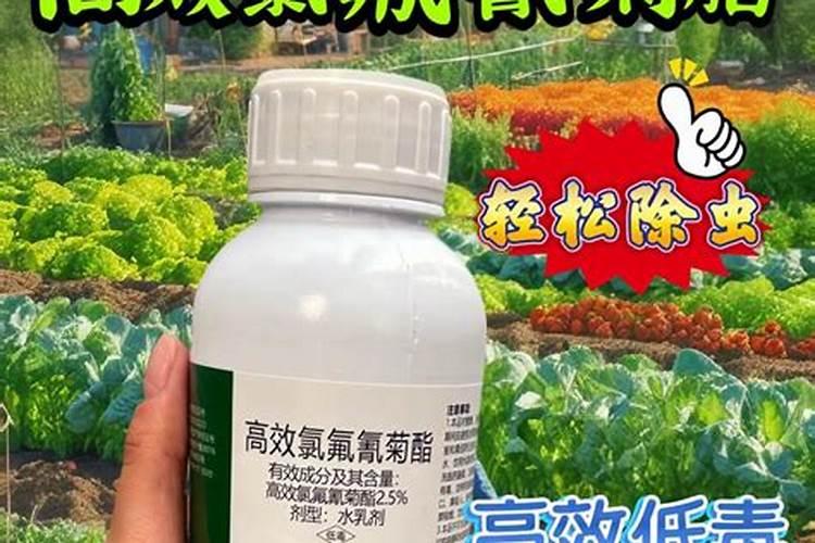 盆栽花卉如何使用花多多及复合肥？
