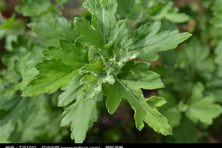 非洲菊怎样的环境下种植最好,大概几天后开花？