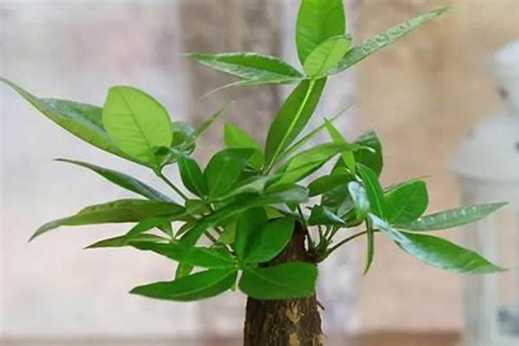 硫酸铜钙与微量元素肥可以混用吗？