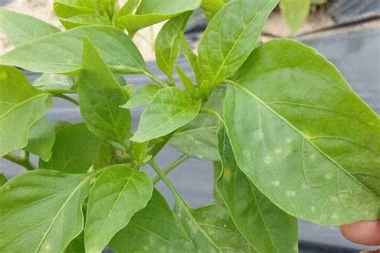 辣椒苗床期用什么肥料壮苗长得快