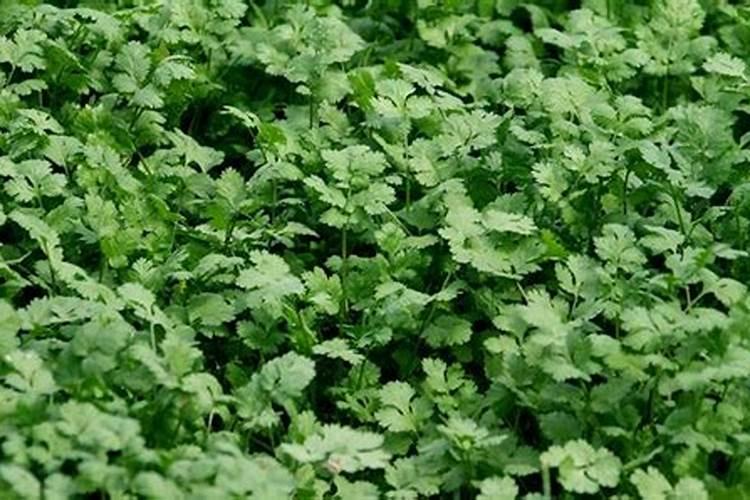 香菜夏秋栽培技术 香菜施肥方法