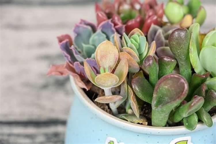 山西农业大学徐进教授团队揭示番茄对缺硼响应的生理分子基础