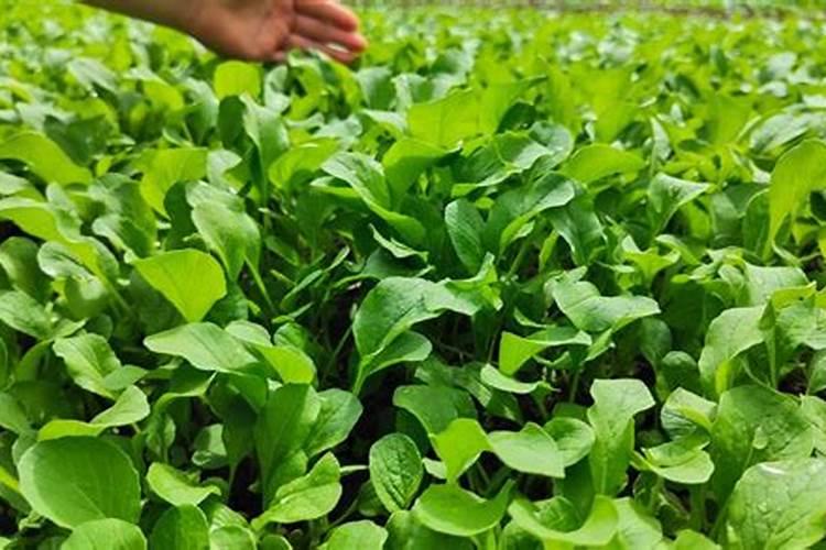 腐植酸叶面肥的具体作用是什么？什么时候用效果最好？