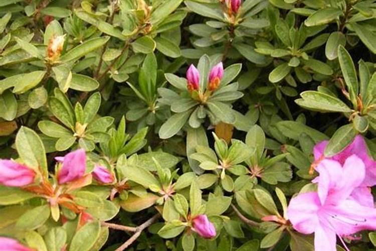 杜鹃花冬季怎么施肥