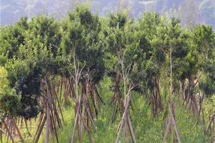 冬青树什么时候种植最佳时机存活率最高呢