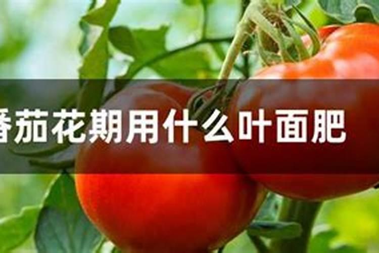 给番茄追肥,用什么肥料最好？
