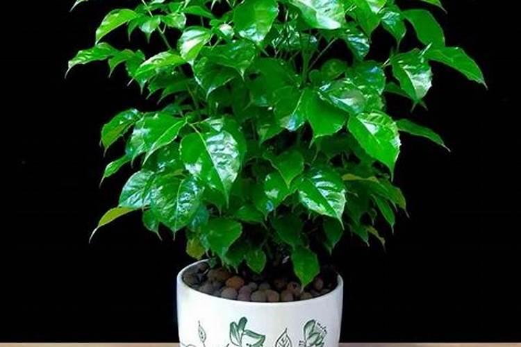 水养幸福树根部发芽很多要剪掉吗？