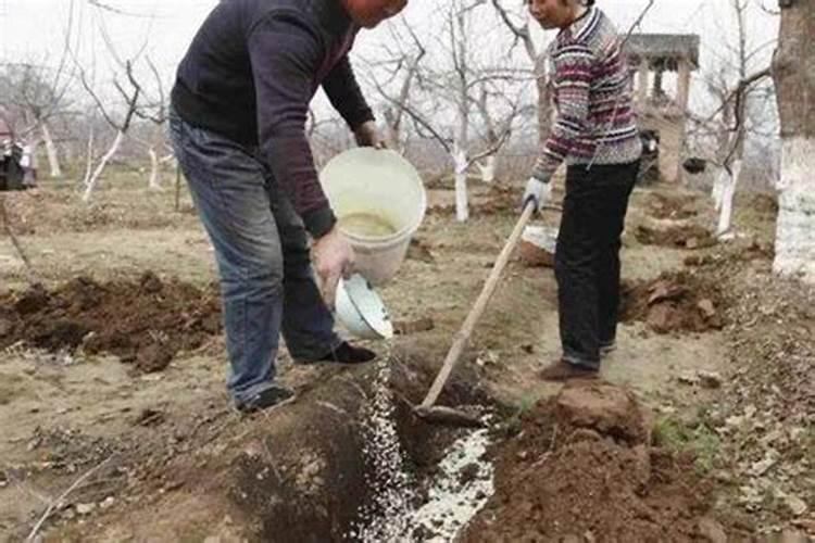 磷酸二铵和尿素可同时冲施黄瓜吗