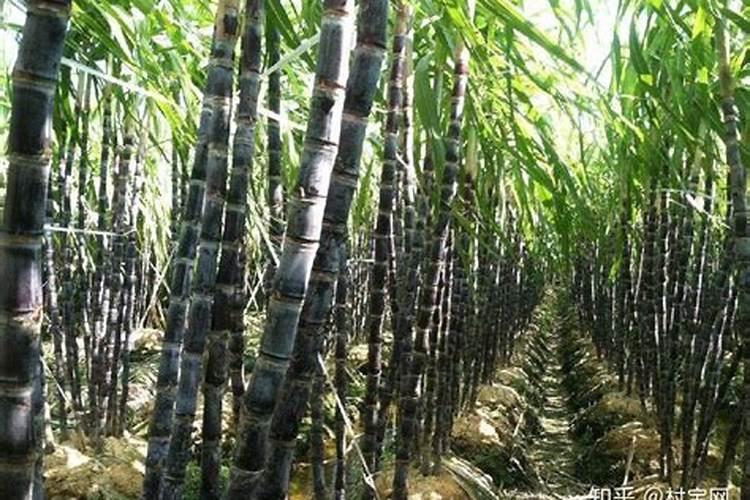 如何在甘蔗上正确使用生物肥