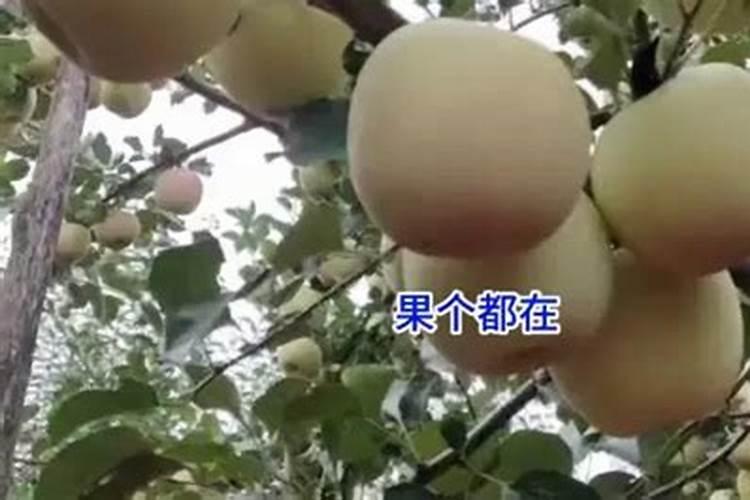 樱桃如何种植
