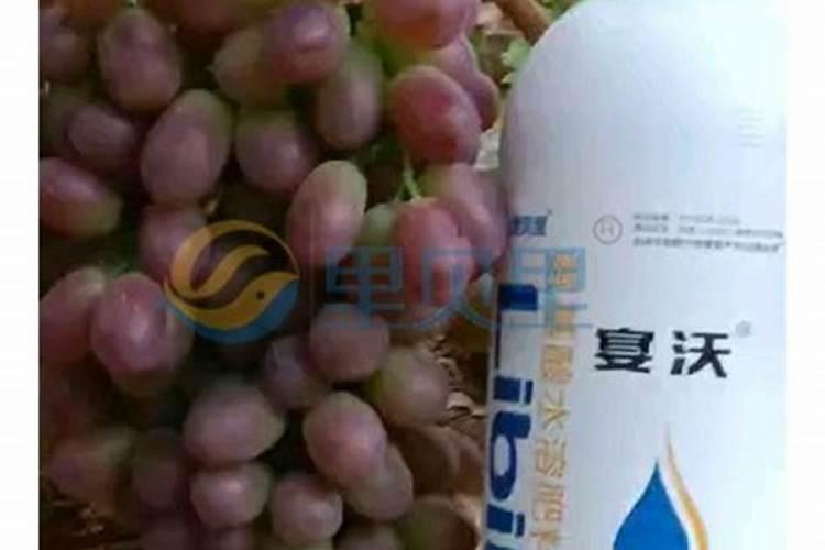 自家种的葡萄树施什么肥好