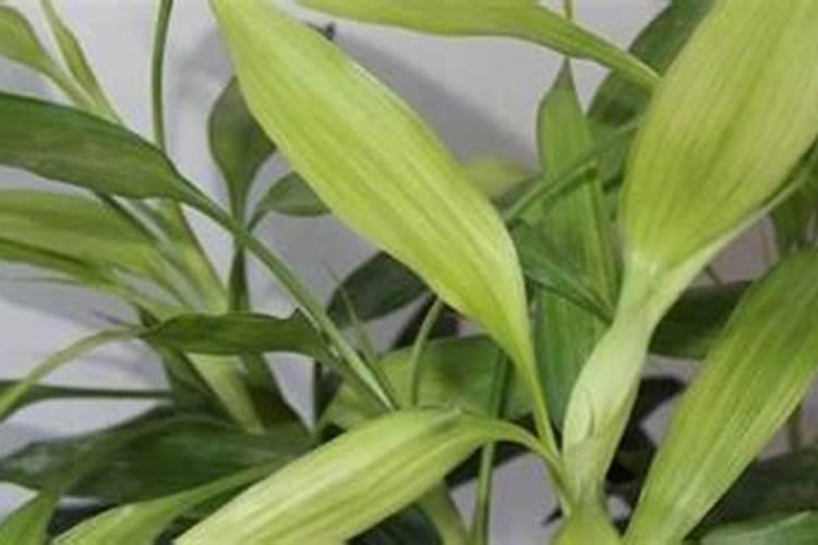 毛竹子种子怎么种(毛竹子种植方法讲解)