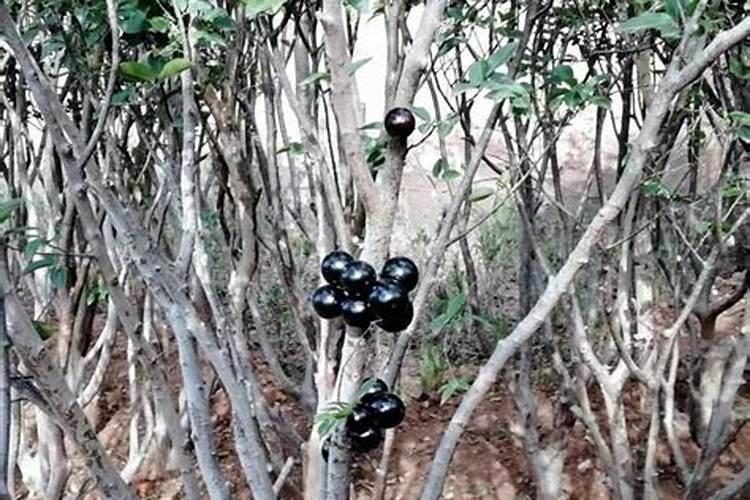 罗汉果种植用肥？
