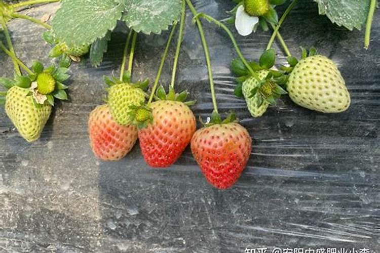 草莓开花后如何施肥