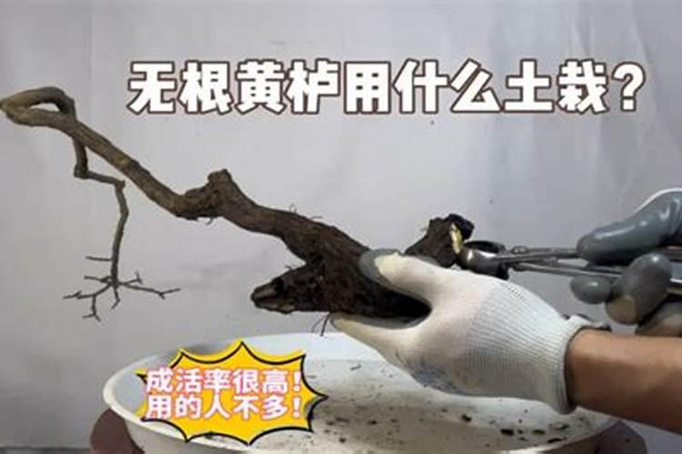 黄栌下山桩怎么养护