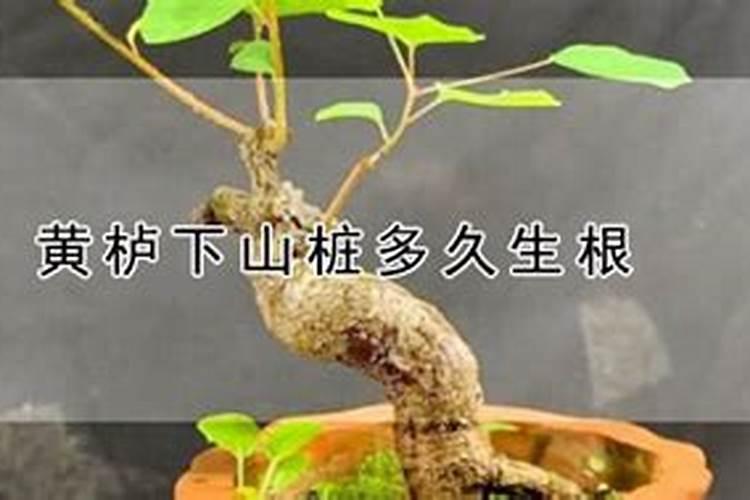 黄栌下山桩怎么栽？