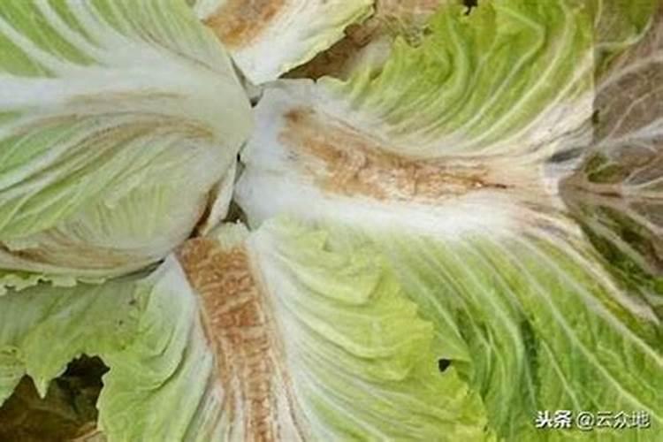 哪个牌子的叶面肥效果最好。