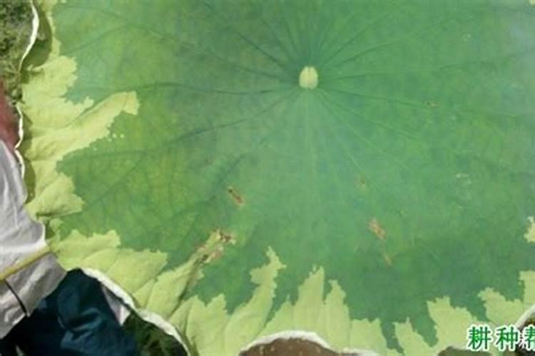 怎样种植莲耦
