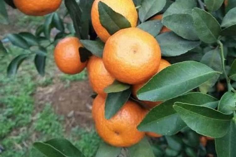 玫瑰花少、花小、花无香味怎么办