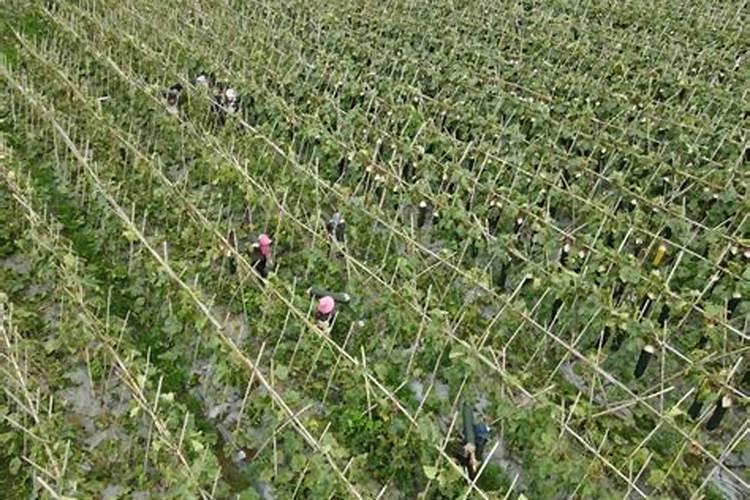 冬瓜种植需要施什么肥？