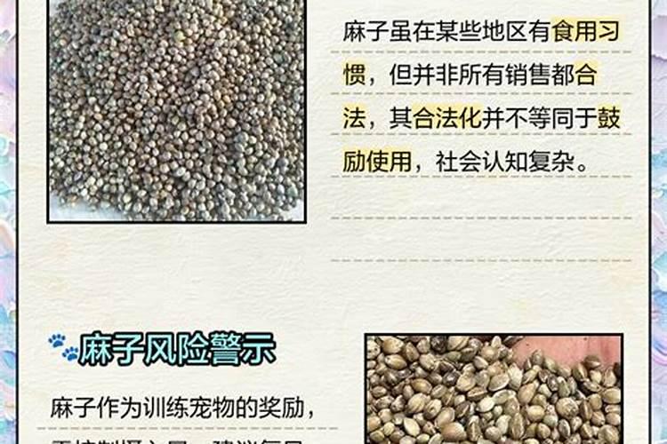 请教养兰高手用做君子兰肥料的(麻子)是蓖麻子吗