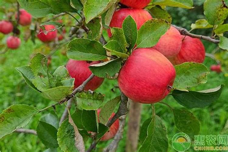 苹果树施肥最佳时间 苹果树什么时候施肥